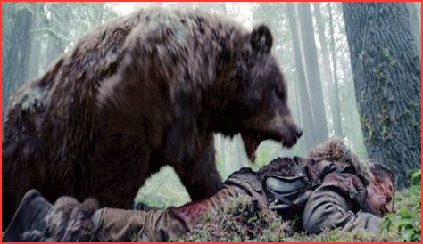 Czech Hunter Death: Bear Attack Sparks Debate Over Wildlife Management