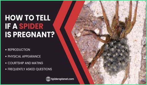 Discover The Fascinating World Of Pregnant House Spiders