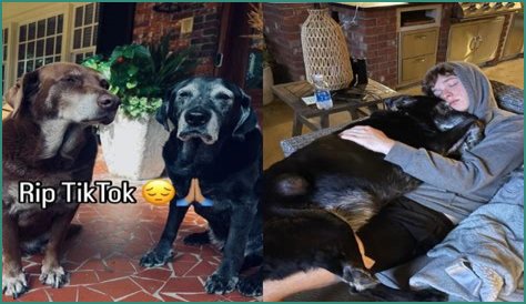 Zawg Death Rocks Online Communities: What Happened?